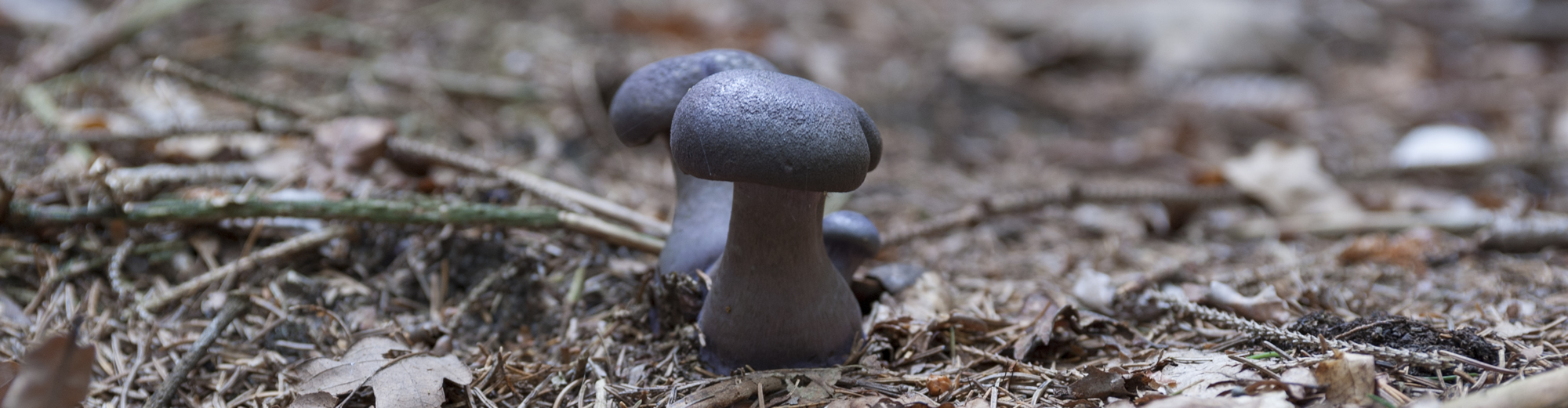 Zwei Pilze auf einem Waldboden